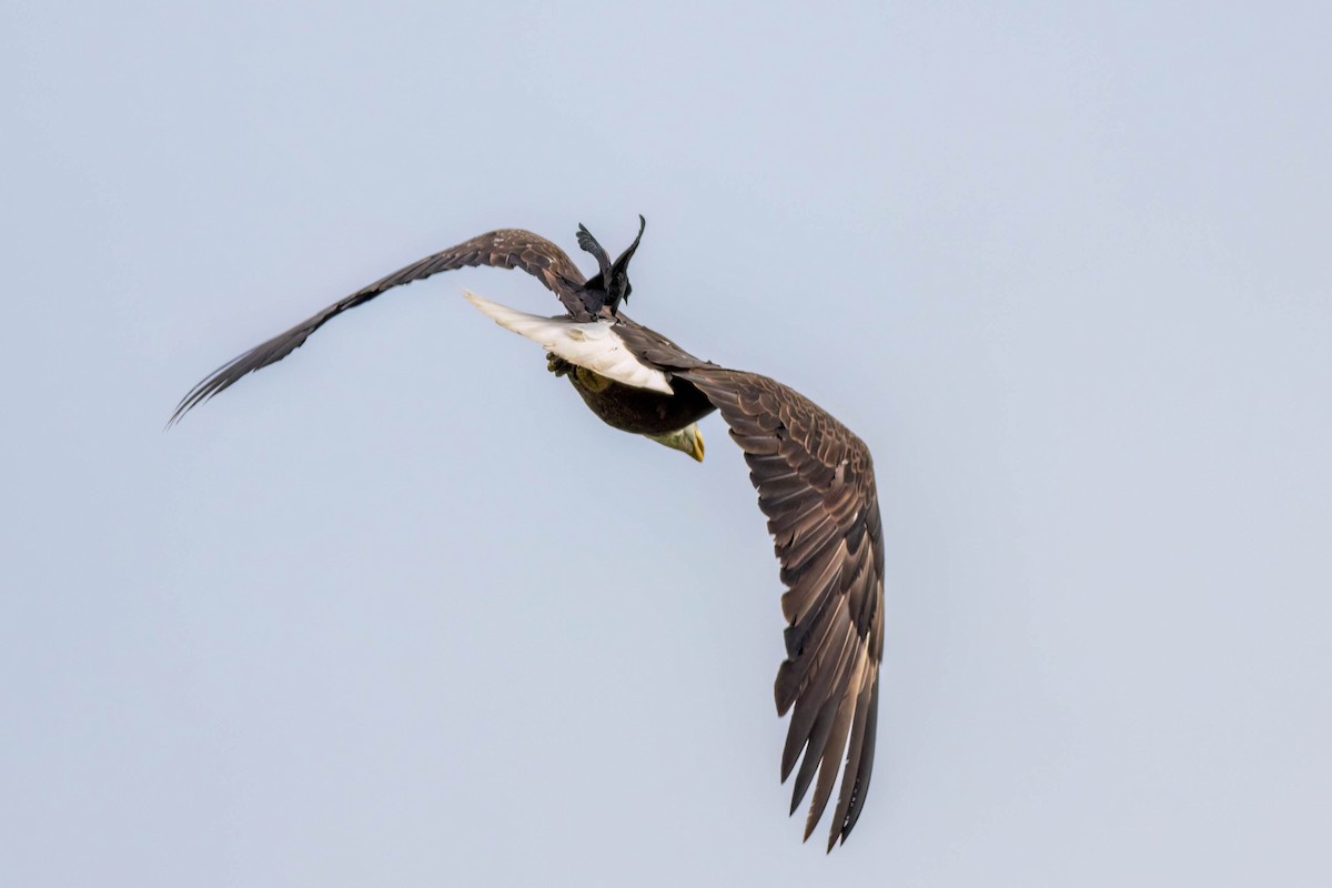 Bald Eagle - ML620212763