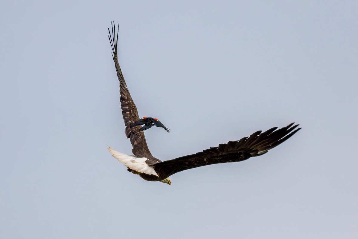 Bald Eagle - ML620212764