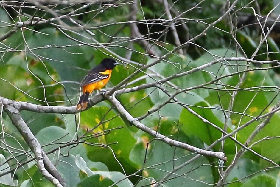 Oriole de Baltimore - ML620212766