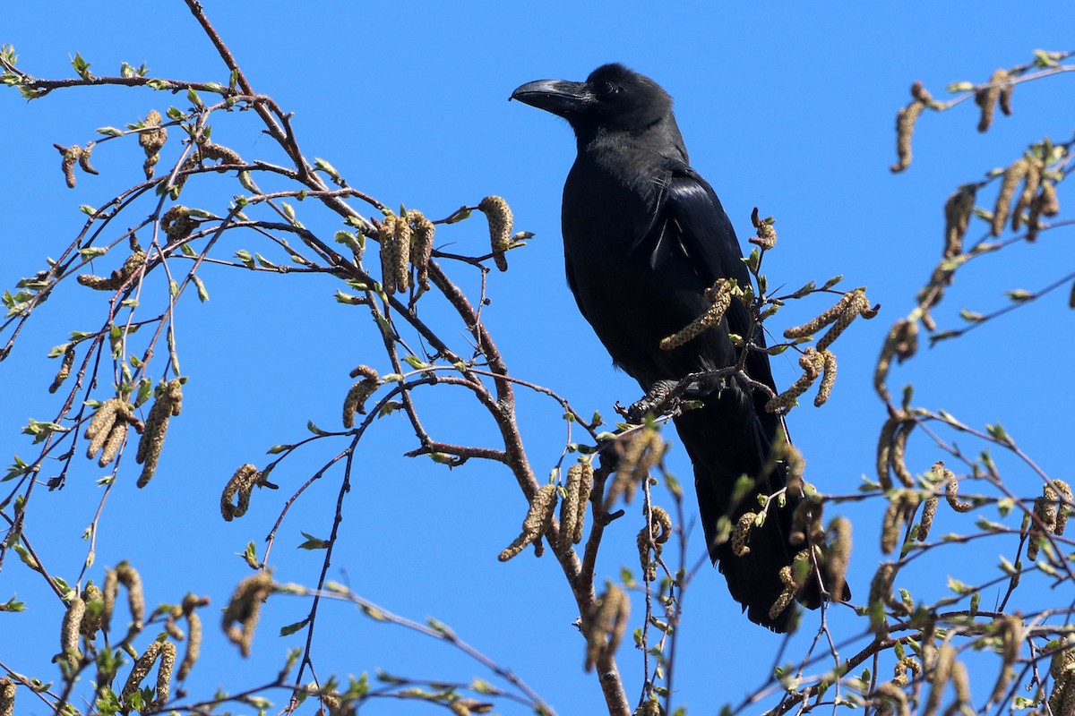 Large-billed Crow - ML620212767