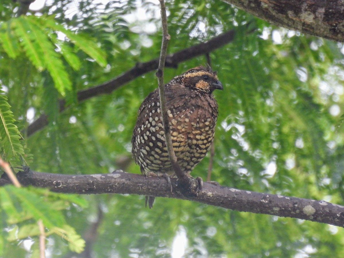 Crested Bobwhite - ML620212779