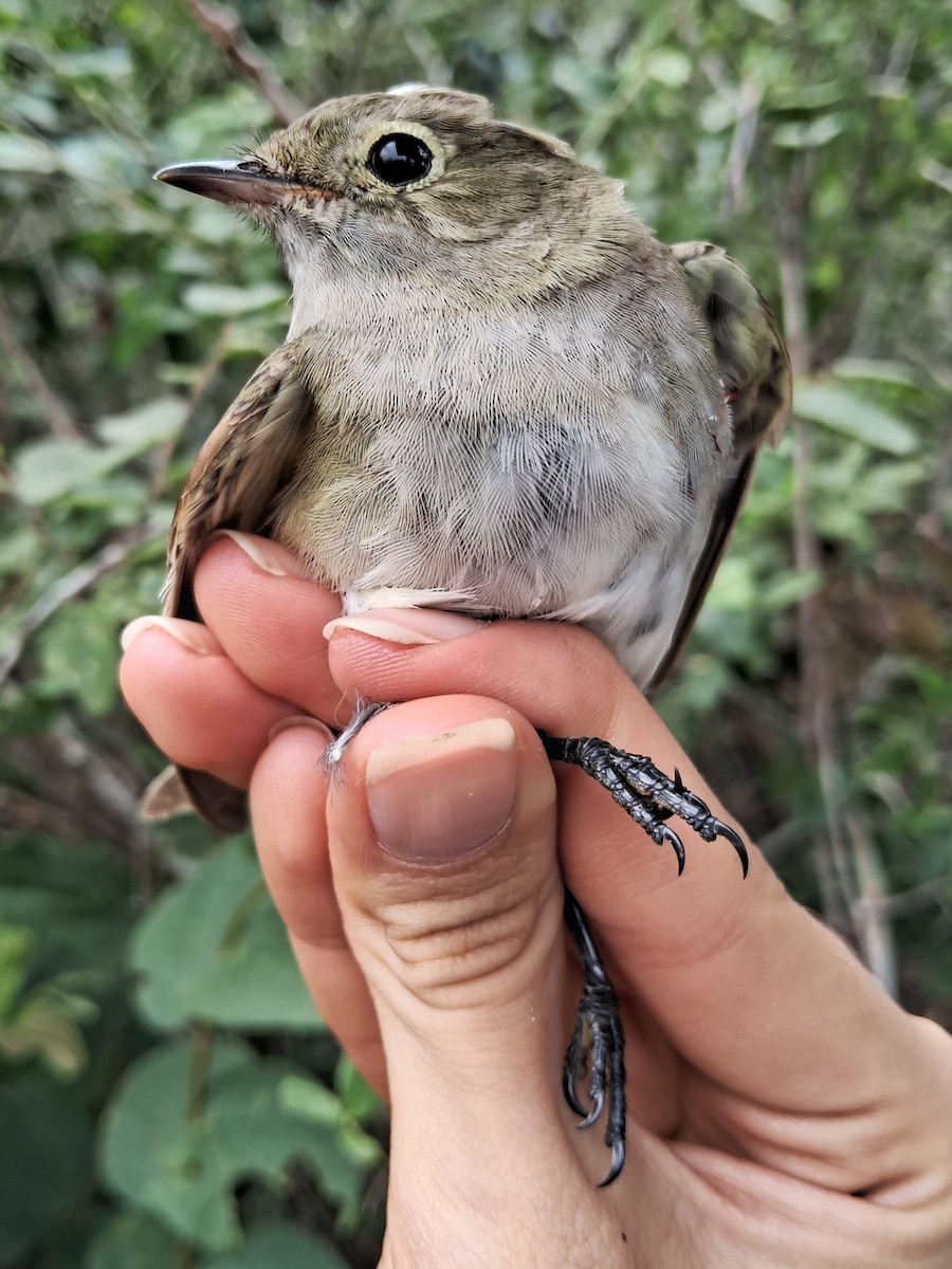 White-crested Elaenia - ML620212781