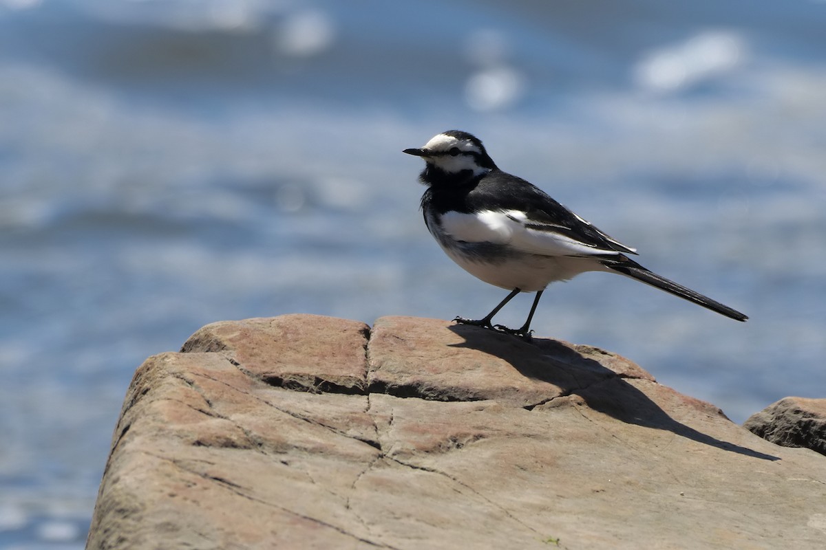 White Wagtail (Black-backed) - ML620212786