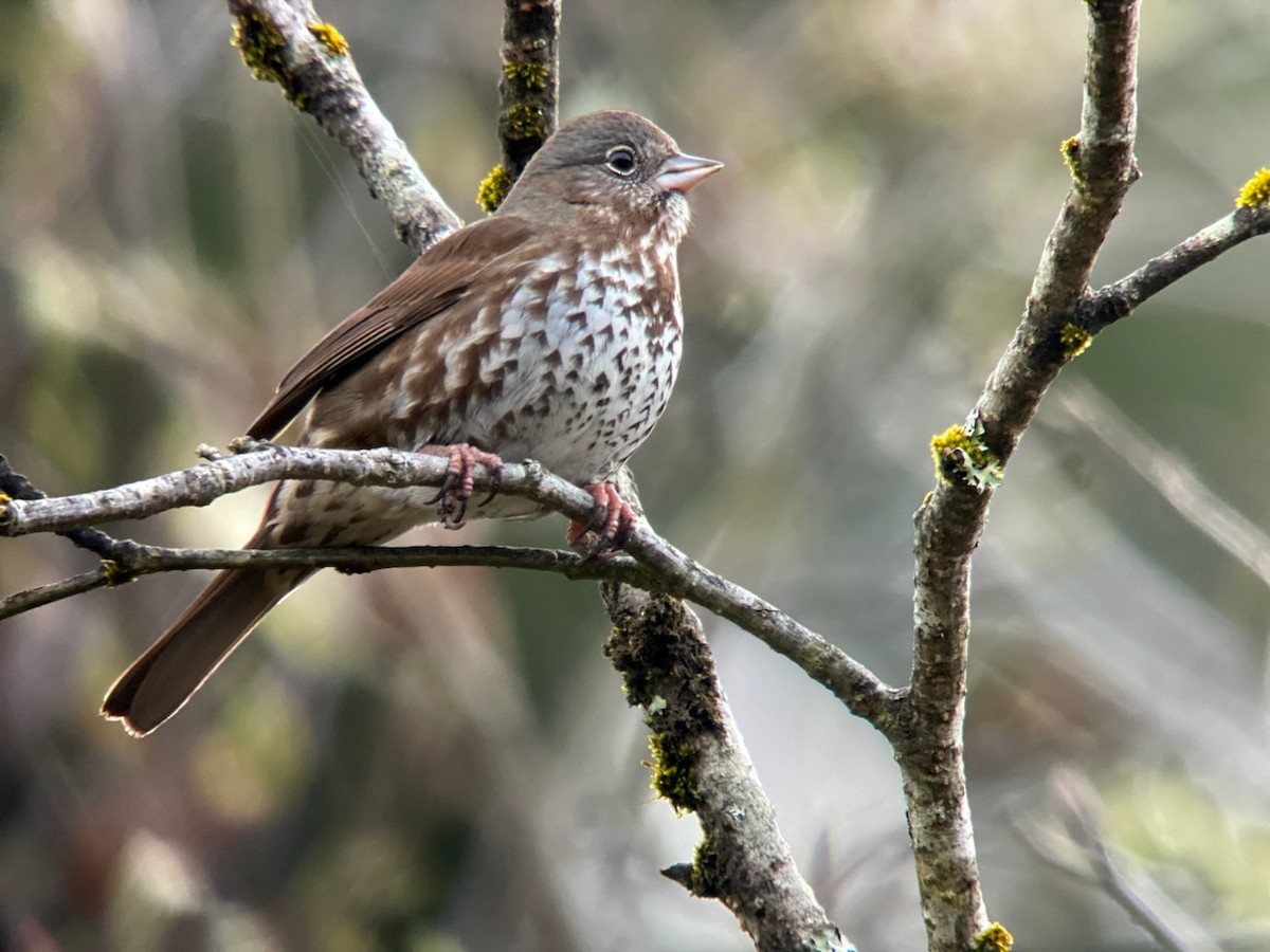 Fox Sparrow (Sooty) - ML620212790