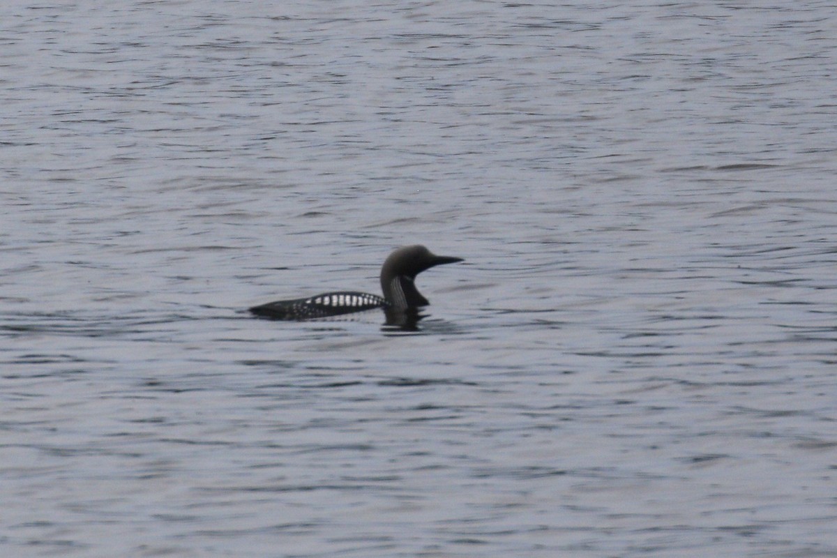 Arctic Loon - ML620212796