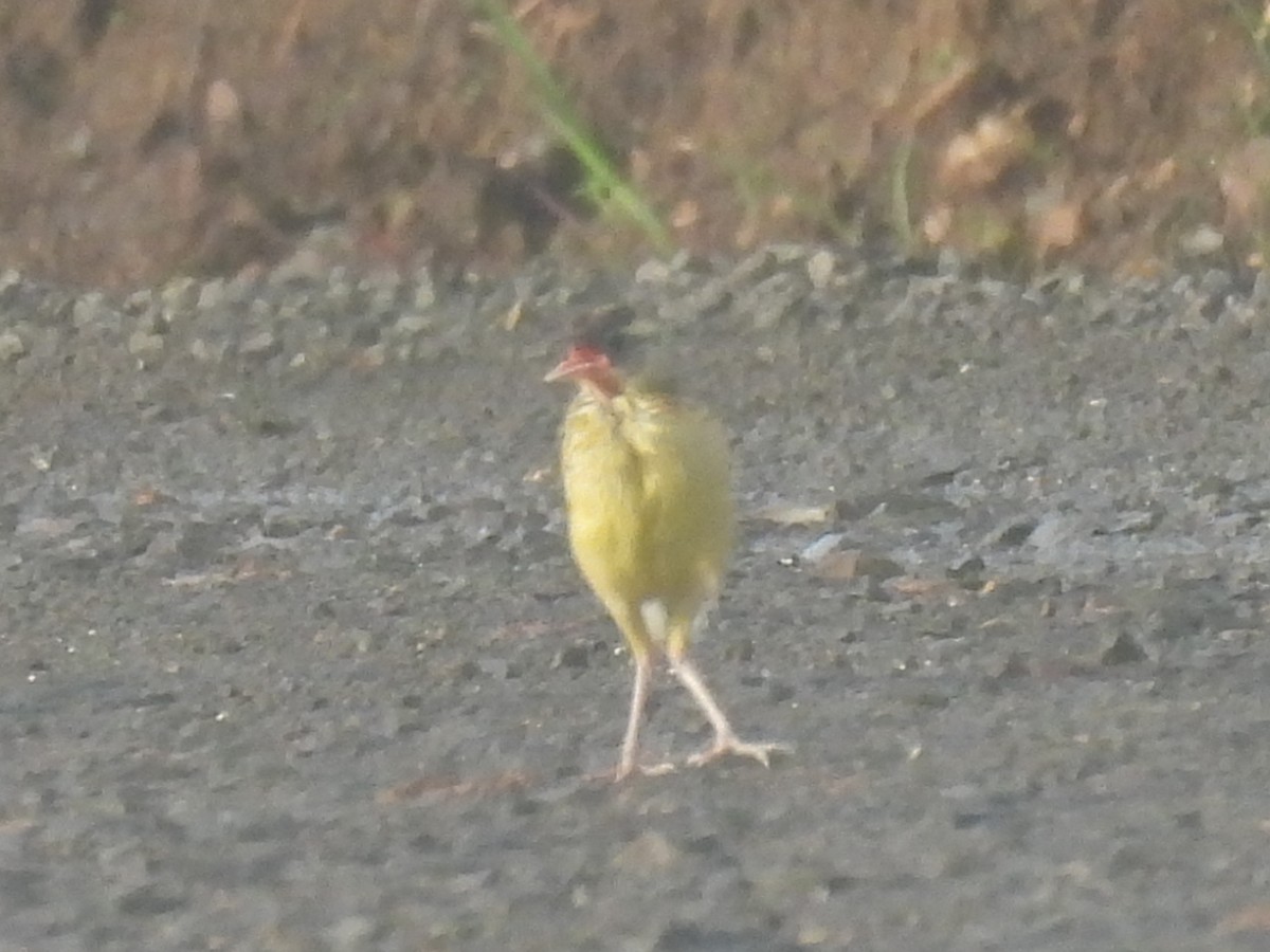 Eastern Meadowlark - ML620212799