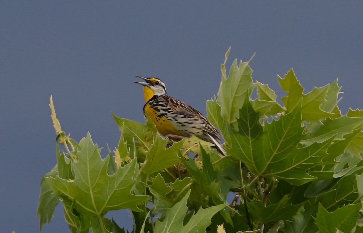 Eastern Meadowlark - ML620212800