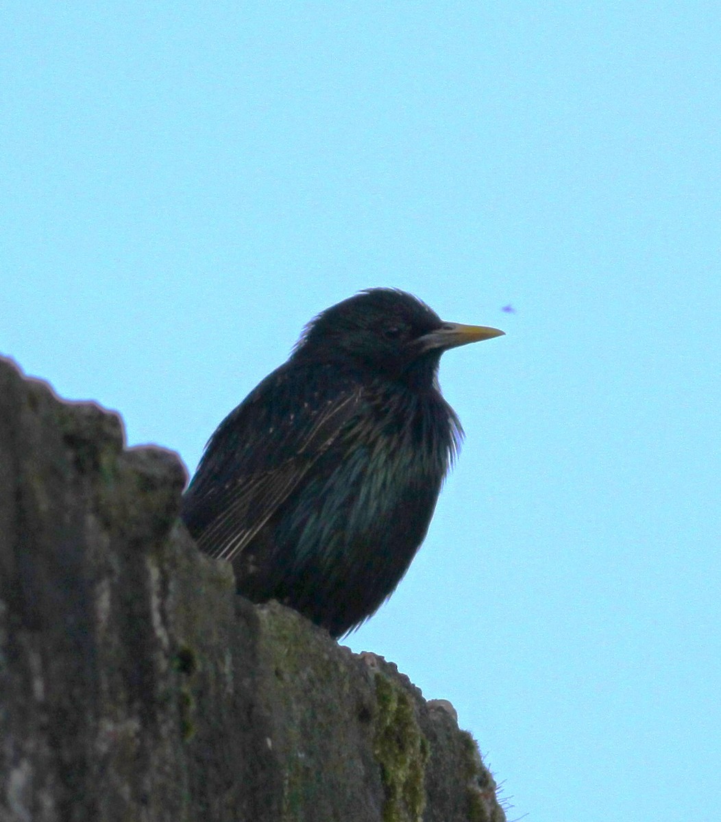 European Starling - ML620212809