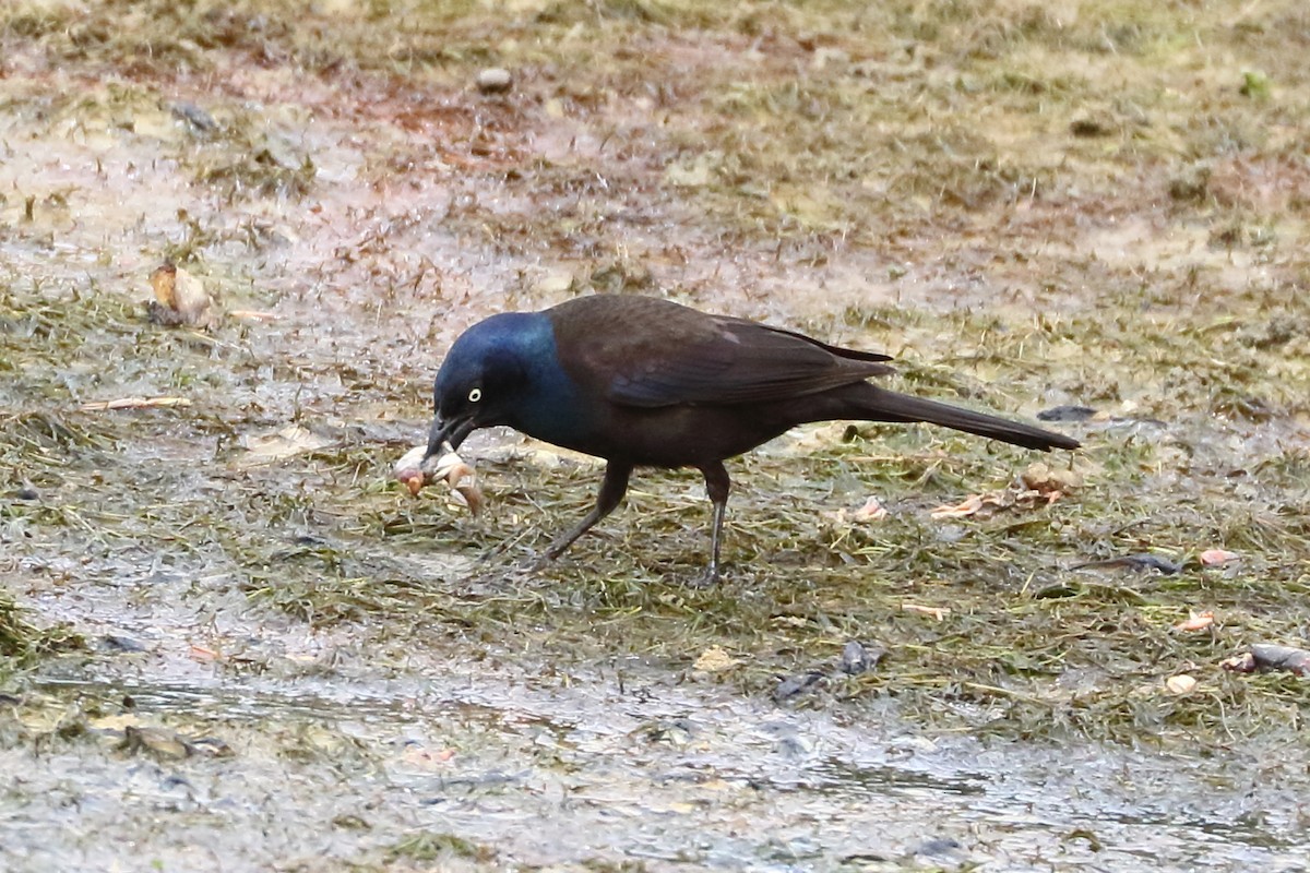 Common Grackle - ML620212814