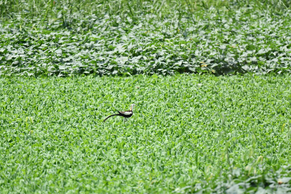 Pheasant-tailed Jacana - ML620212818