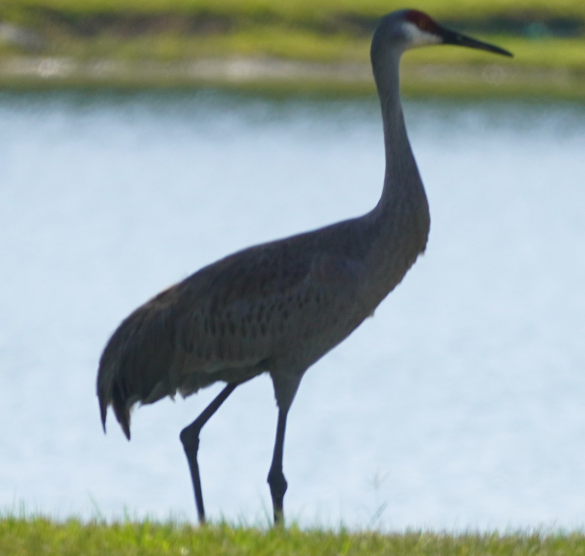 Sandhill Crane - ML620212826