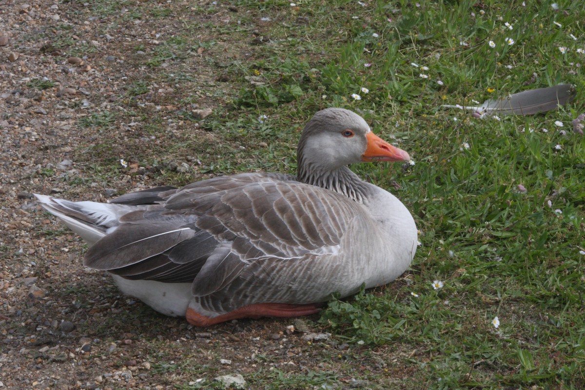 Graylag Goose (Domestic type) - ML620212840