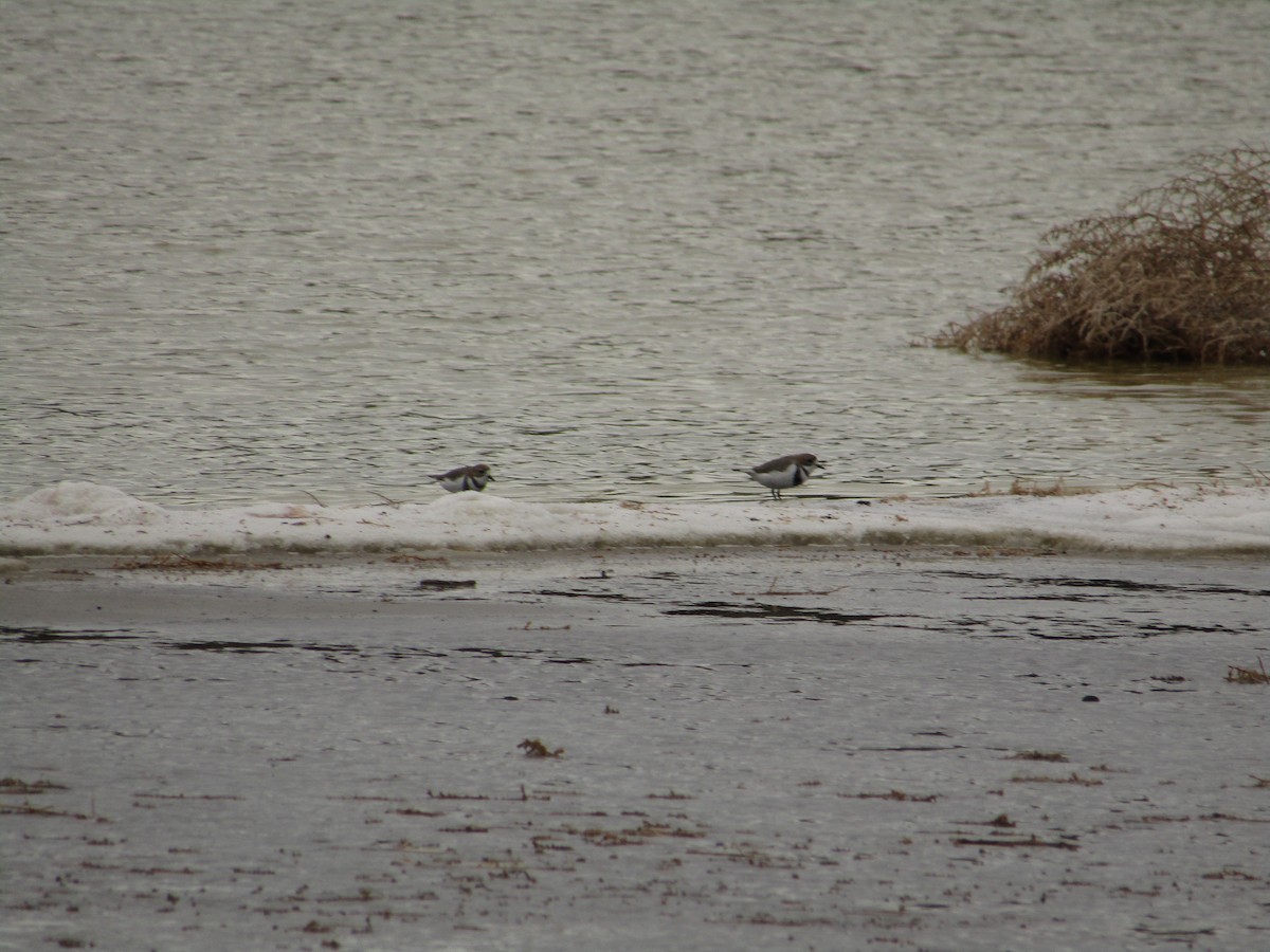 Two-banded Plover - ML620212841