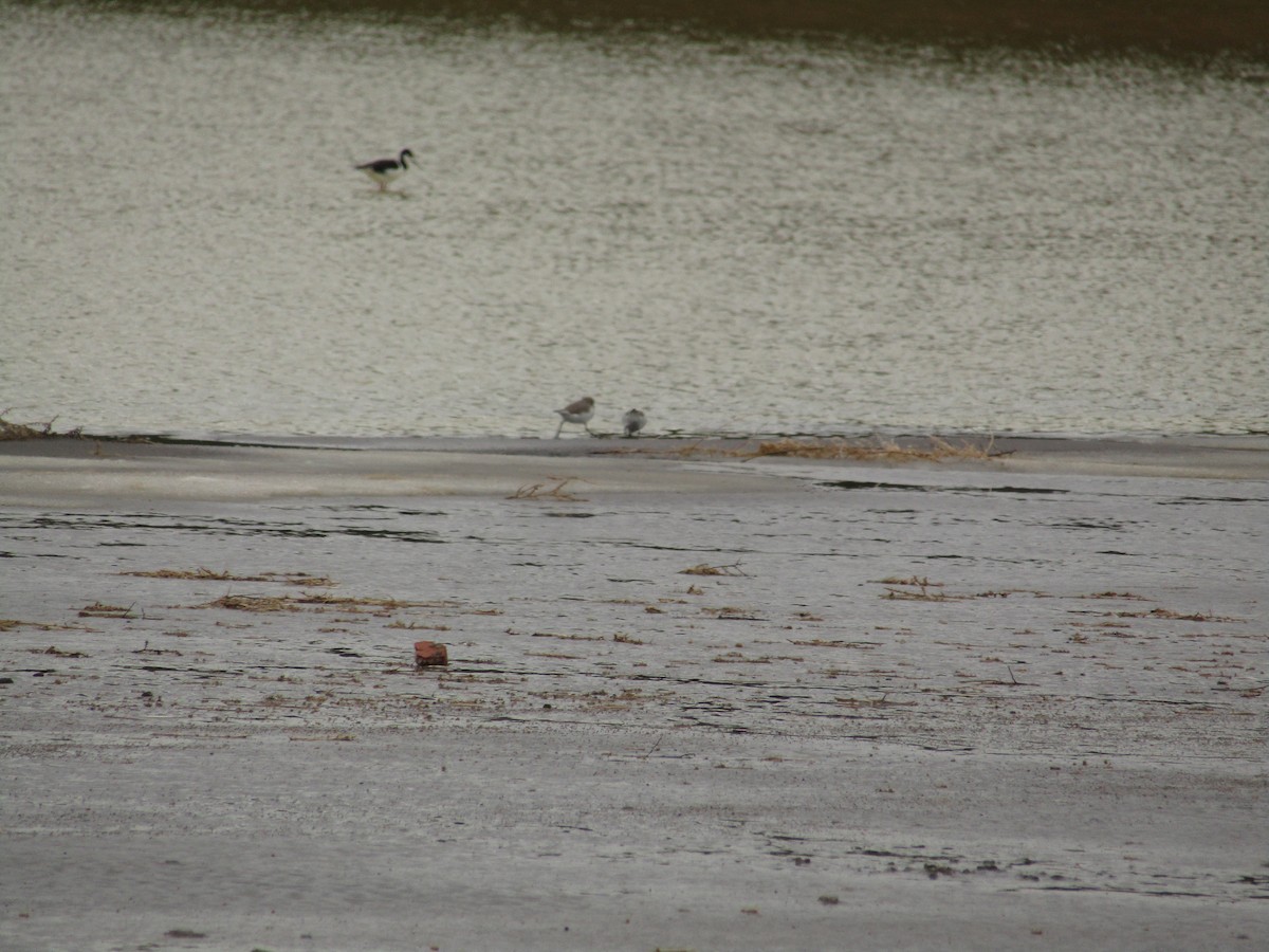 Two-banded Plover - ML620212843