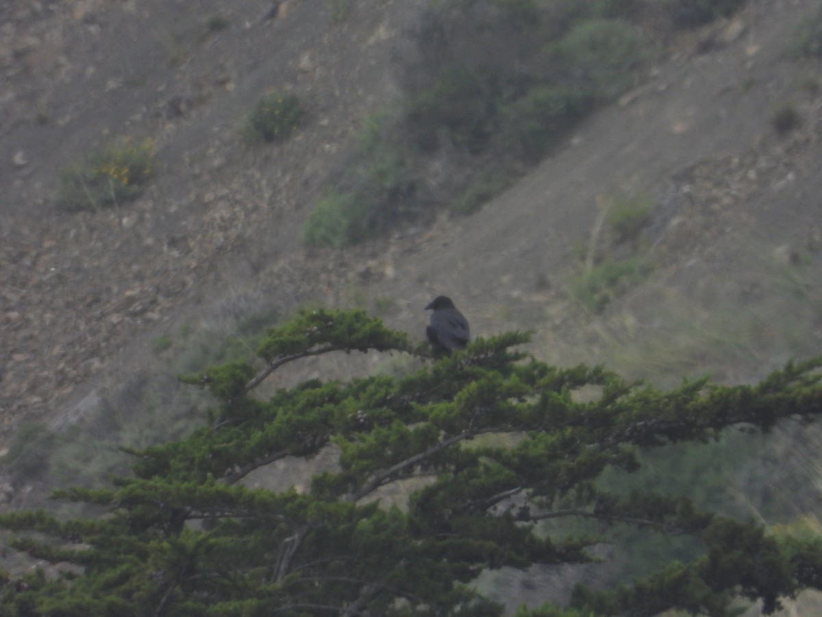 Common Raven - ML620212869