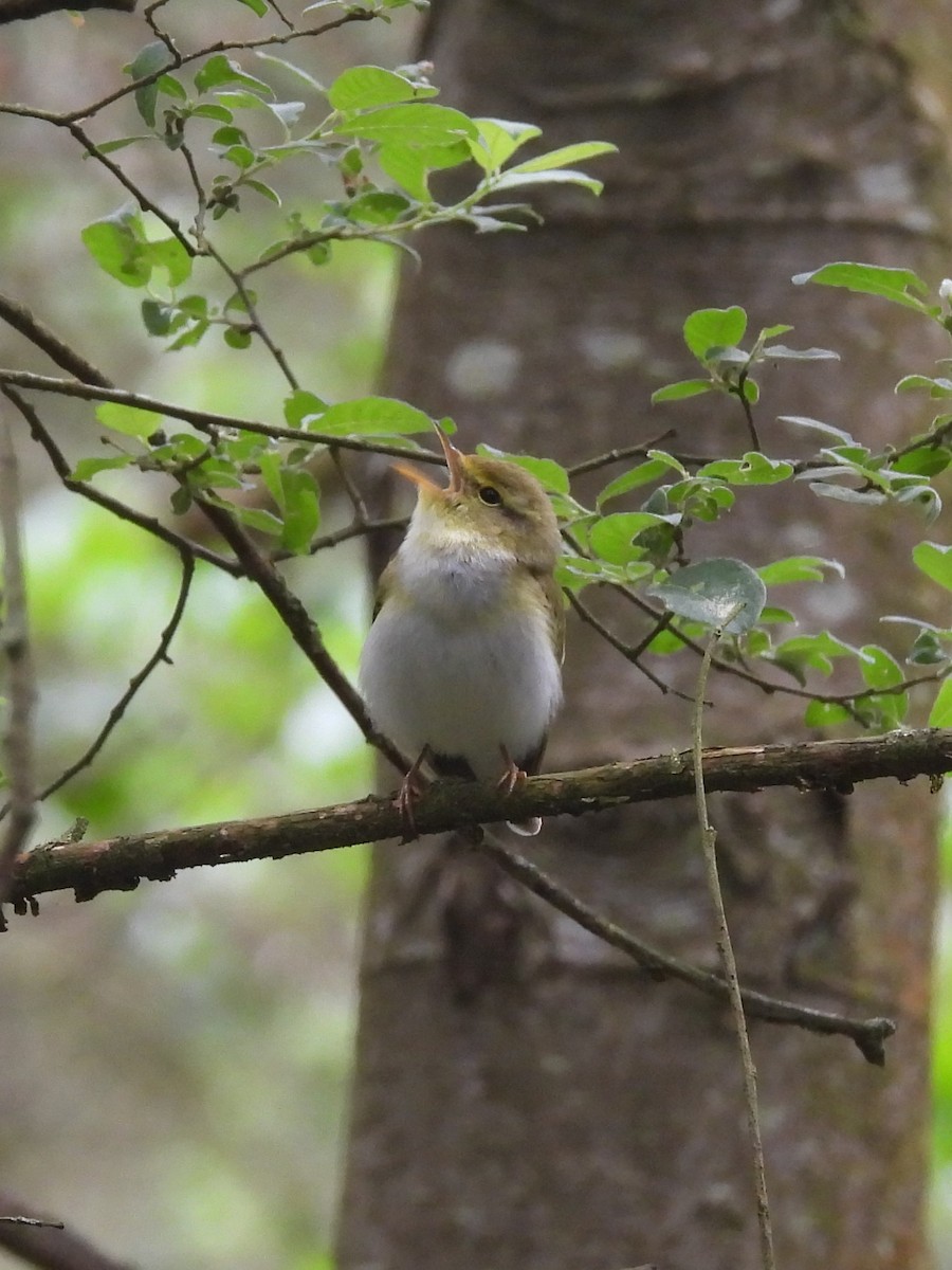 Wood Warbler - ML620212883