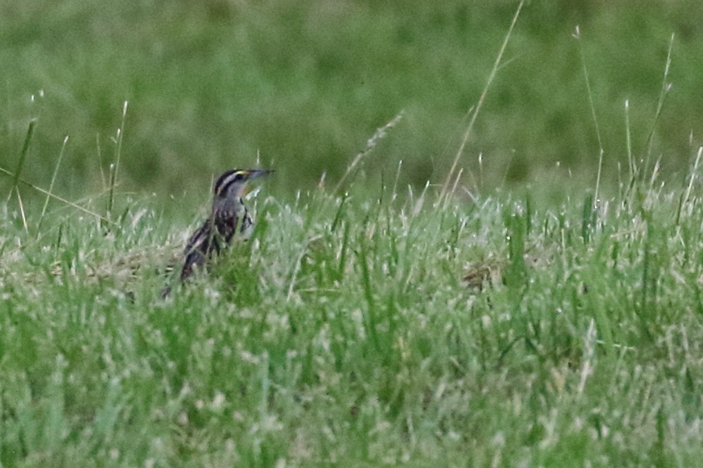 Eastern Meadowlark - ML620212886