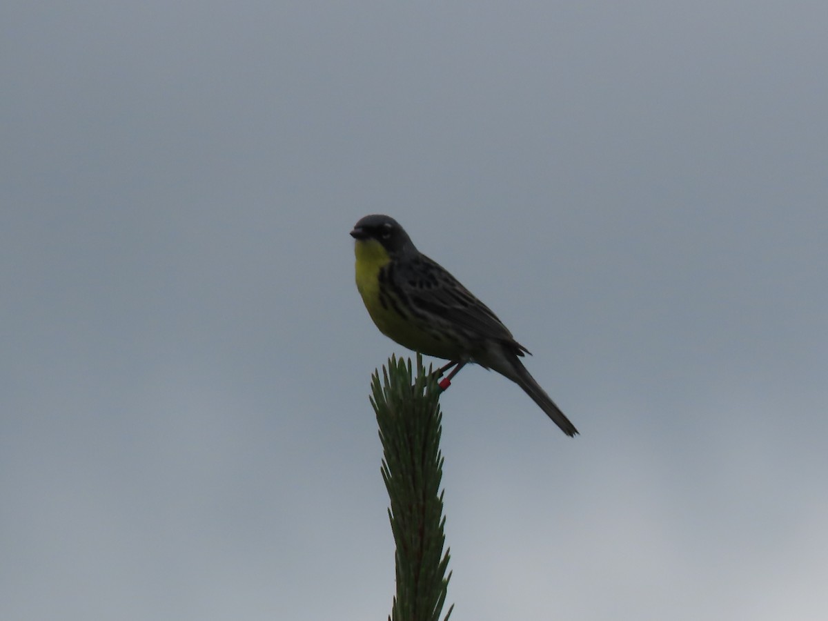 Kirtland's Warbler - Herky Birder