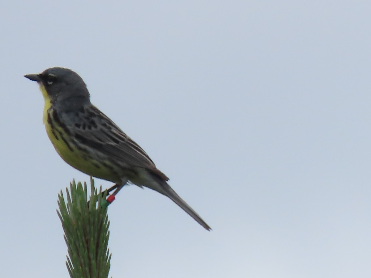 Kirtland's Warbler - ML620212901