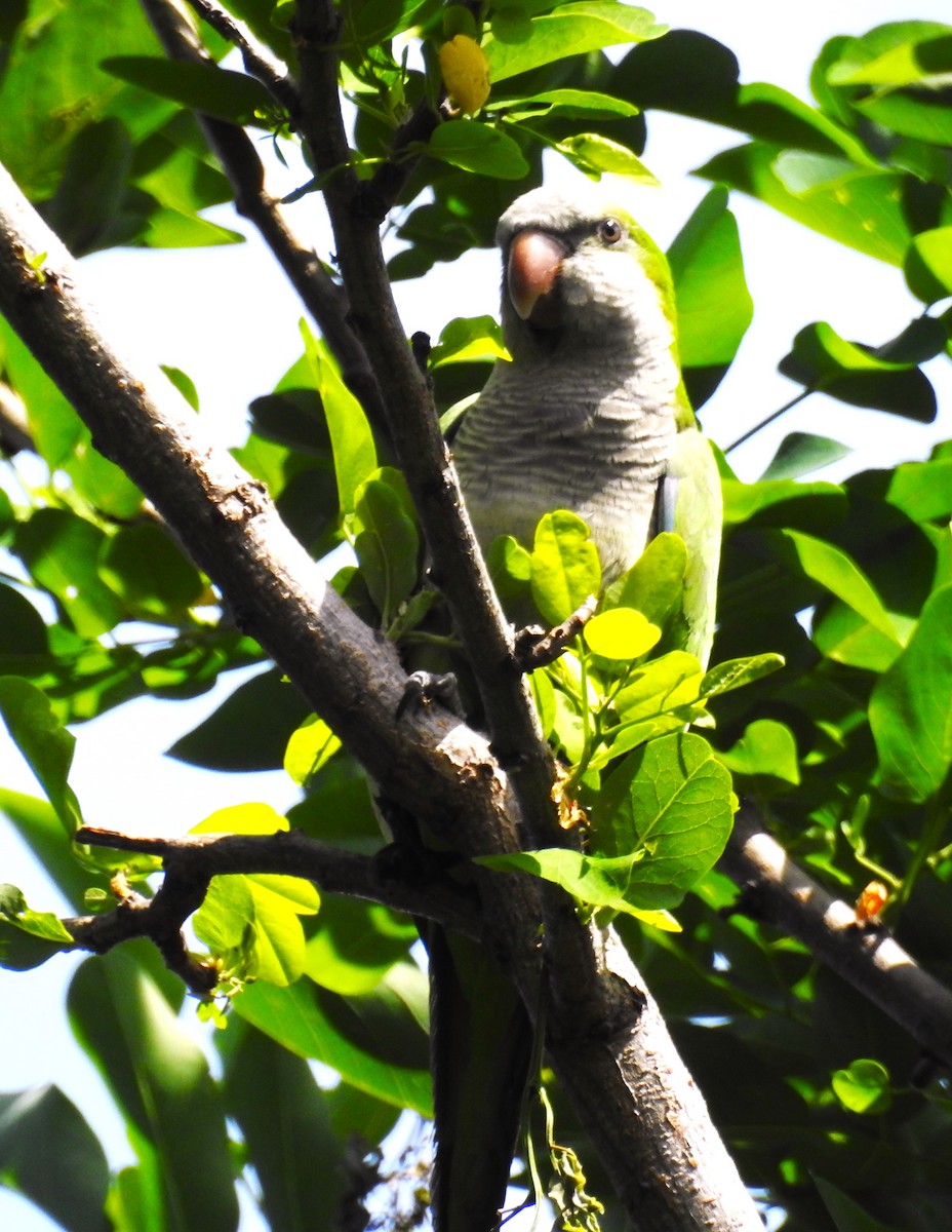 Monk Parakeet - ML620212902