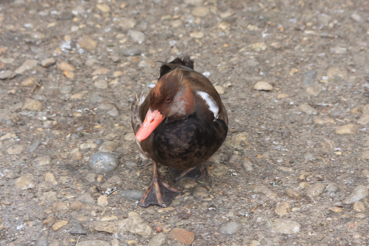 Red-crested Pochard - ML620212903