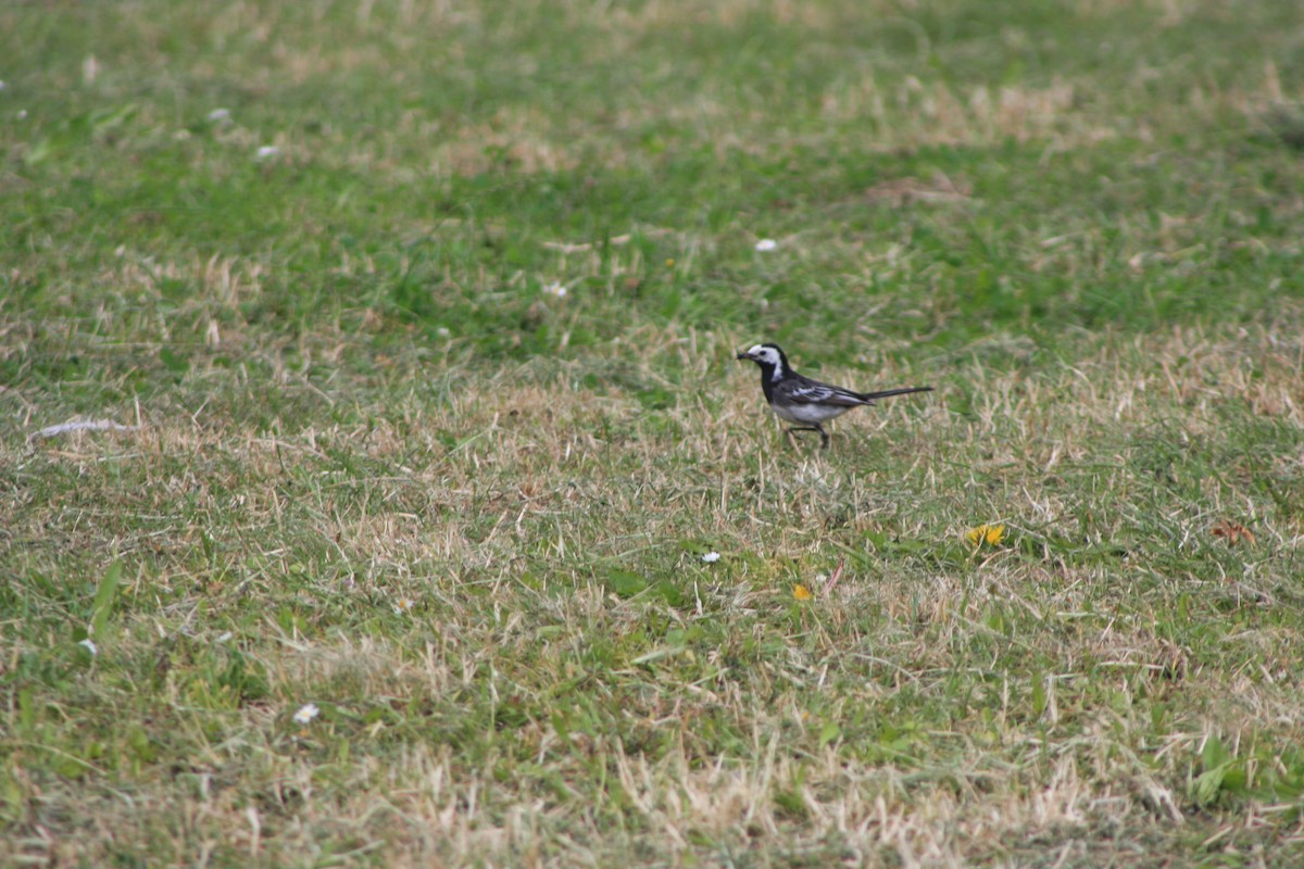 White Wagtail - ML620212906