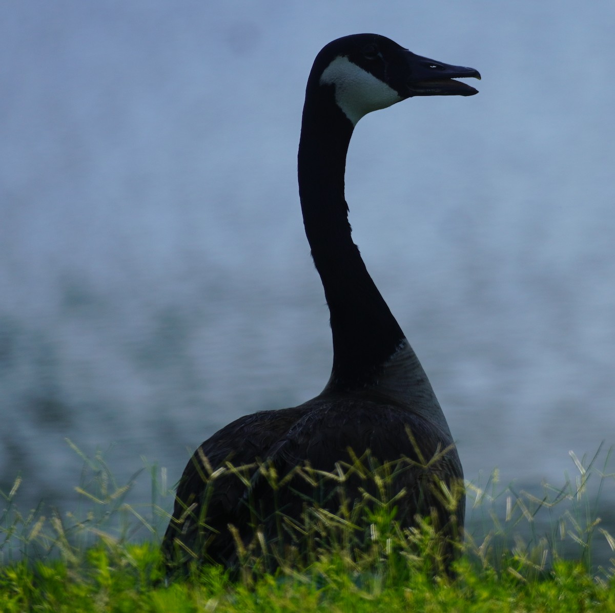 Canada Goose - ML620212909