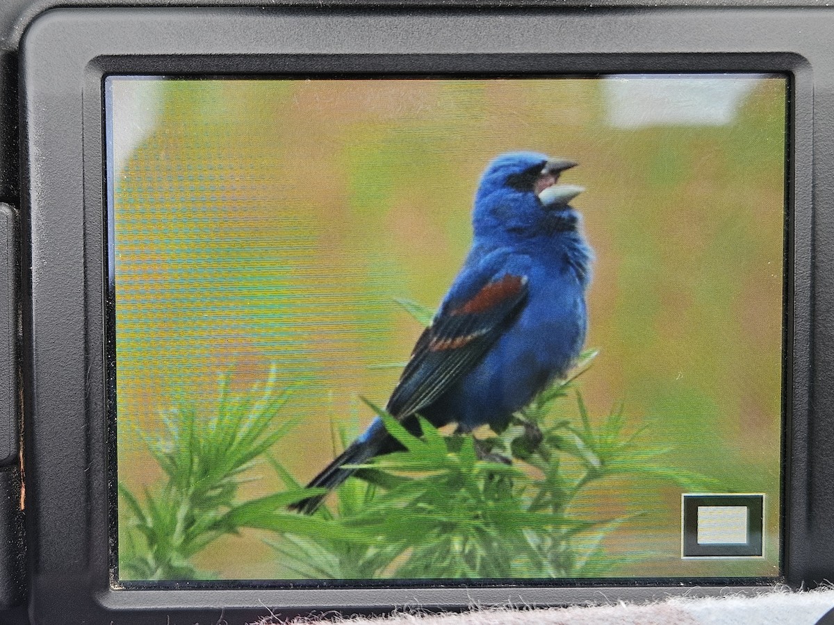 Guiraca bleu - ML620212911