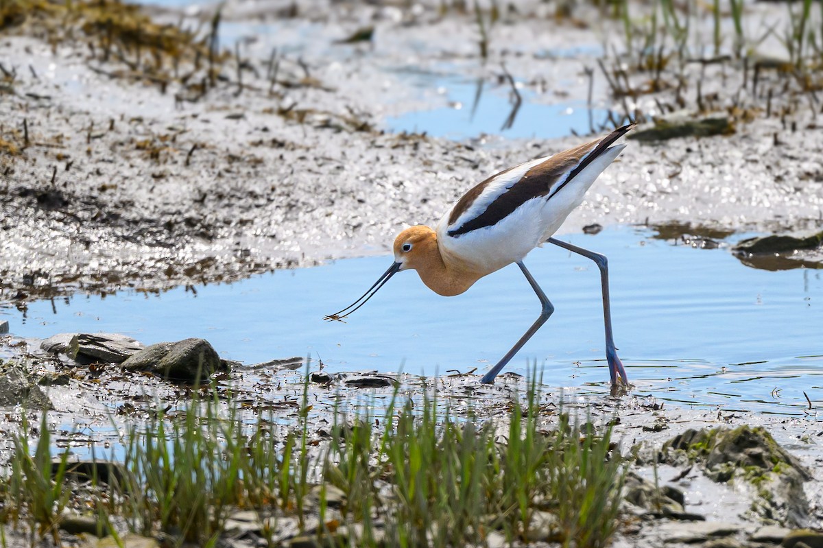 Avocette d'Amérique - ML620212925