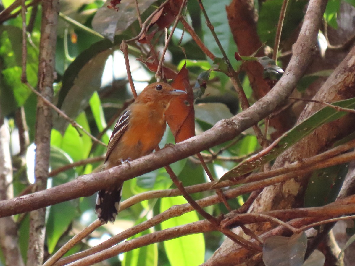 Amazonian Antshrike - Hugo Foxonet