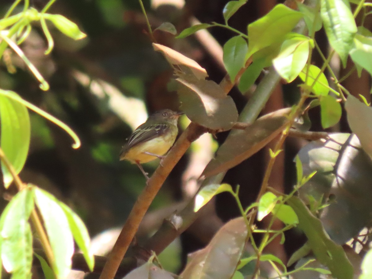 Double-banded Pygmy-Tyrant - ML620212936