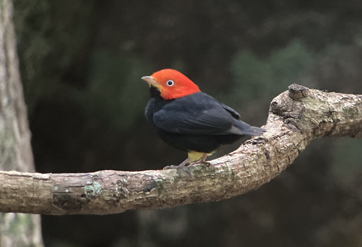 Red-capped Manakin - ML620212951