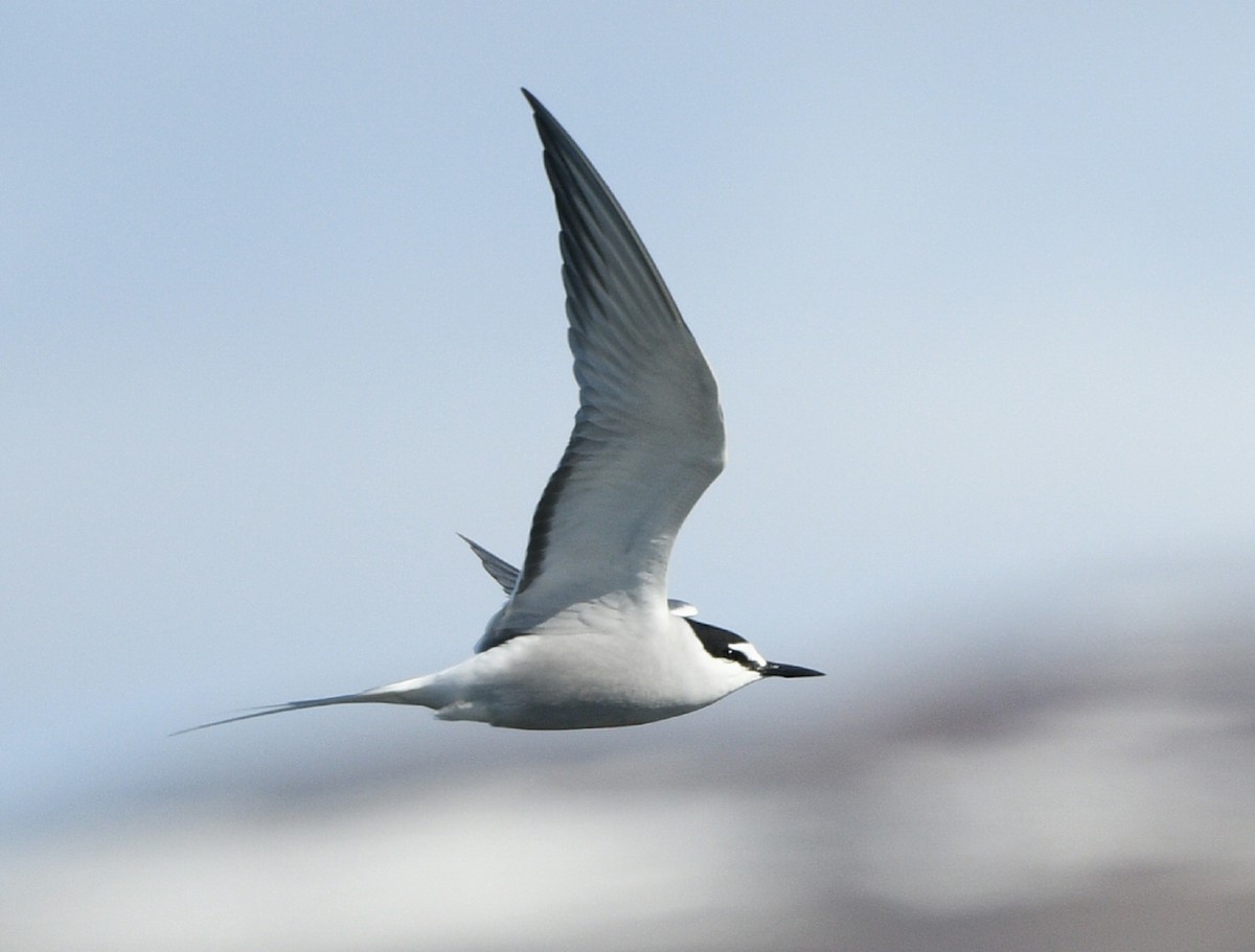 Aleutian Tern - ML620212973