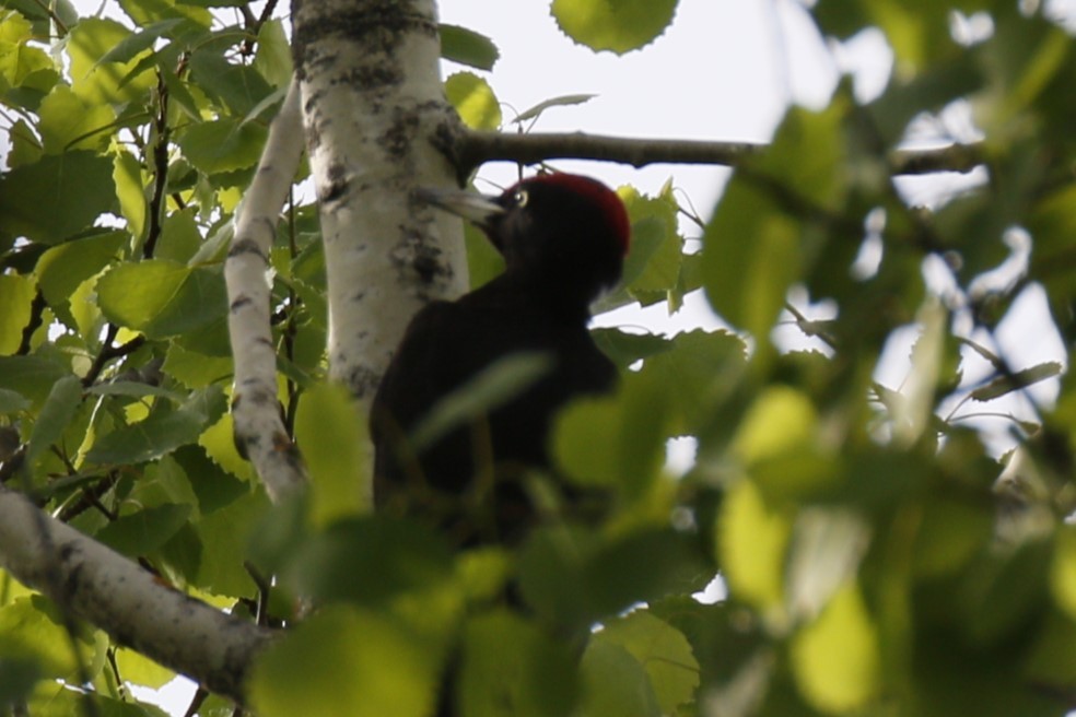 Black Woodpecker - ML620212975