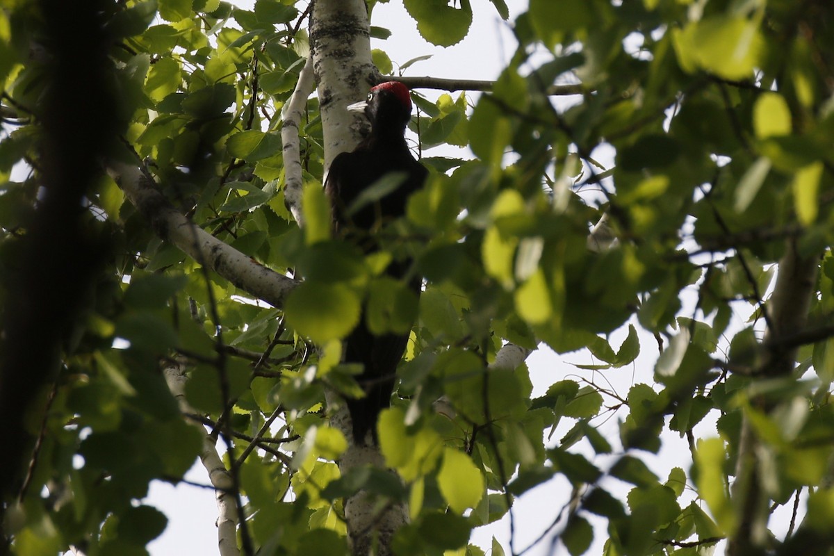 Black Woodpecker - ML620212976