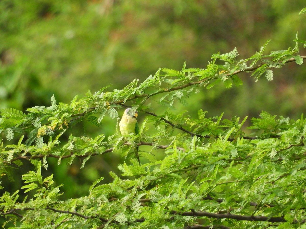 Plum-headed Parakeet - ML620212982