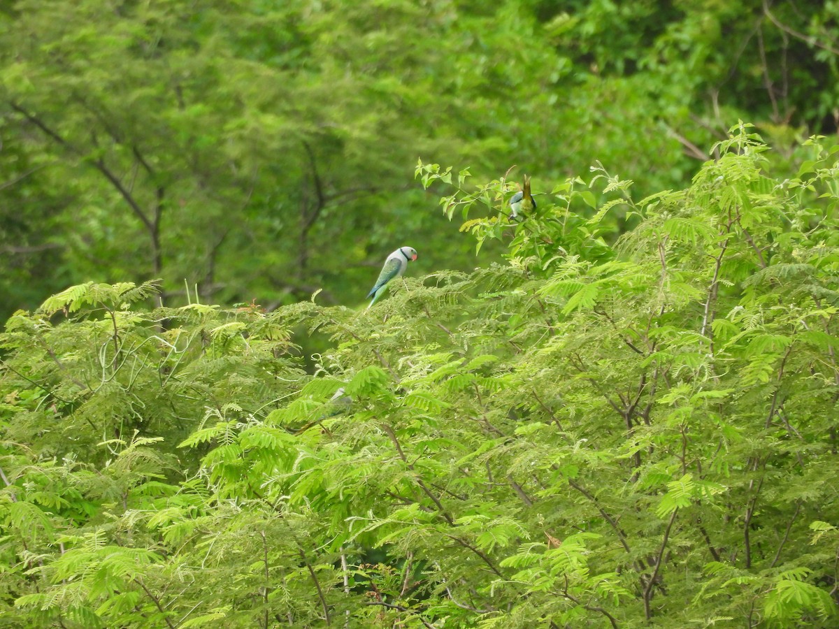 Malabar Parakeet - ML620212989