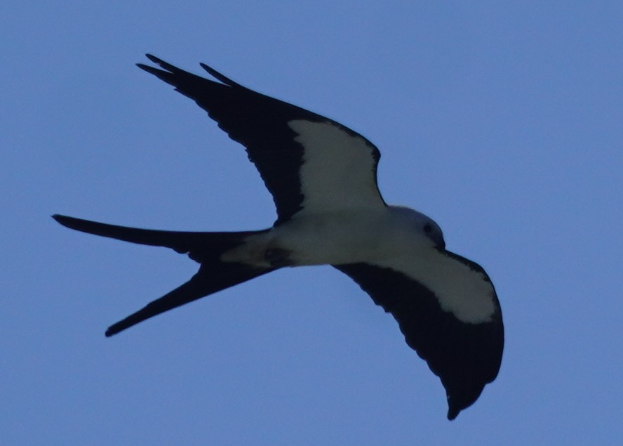 Swallow-tailed Kite - ML620213000