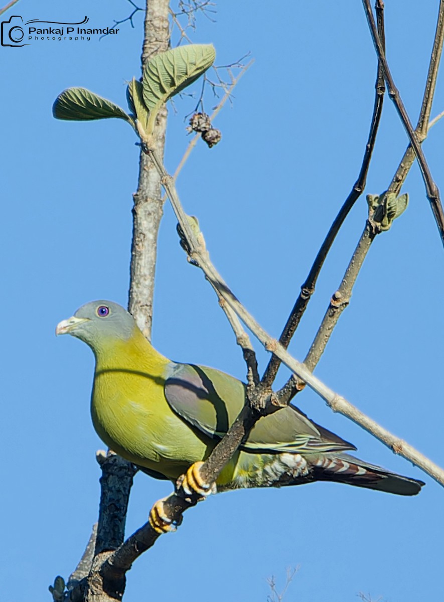 Yellow-footed Green-Pigeon - ML620213005