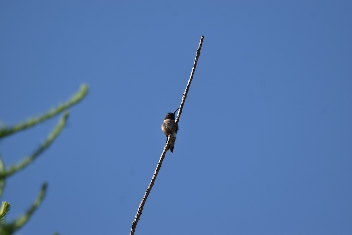 Ruby-throated Hummingbird - ML620213012