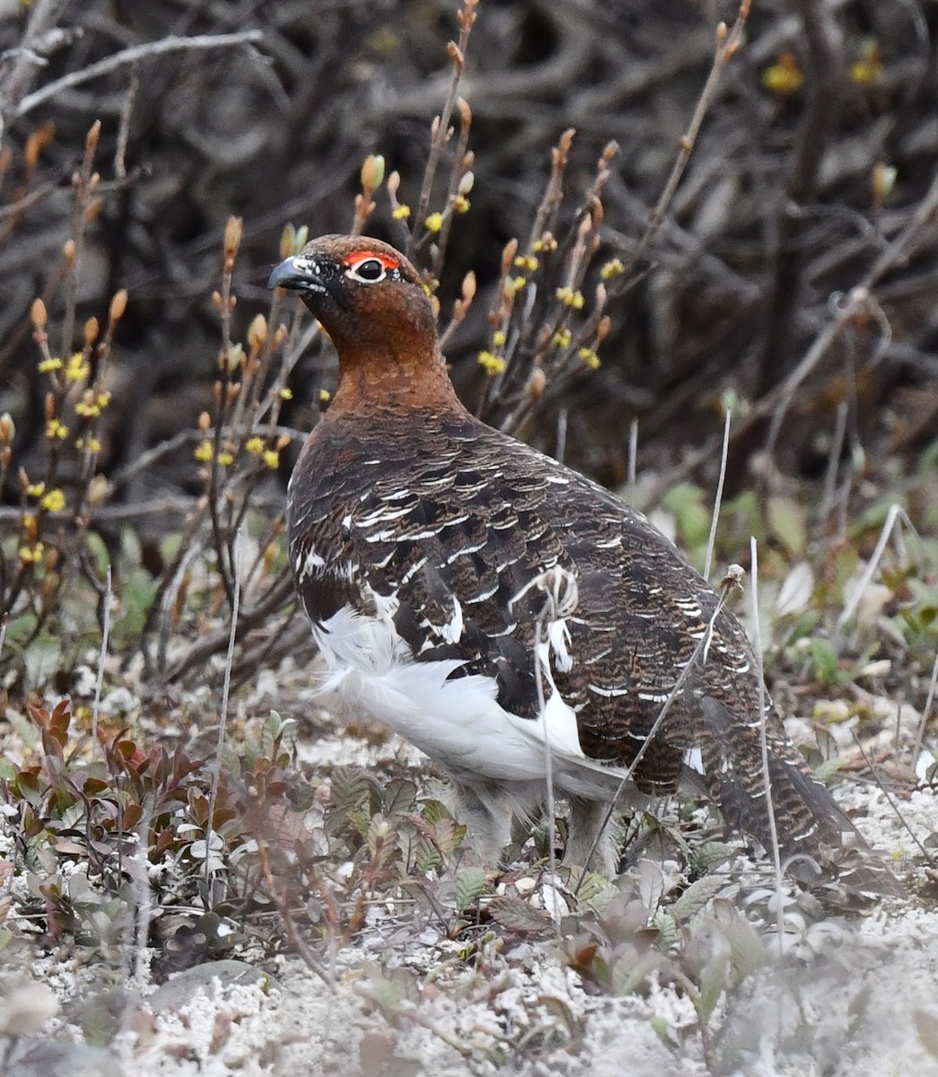 Willow Ptarmigan - ML620213013