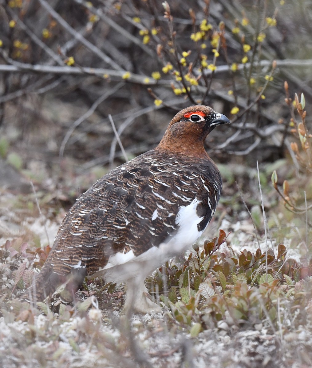 Willow Ptarmigan - ML620213014