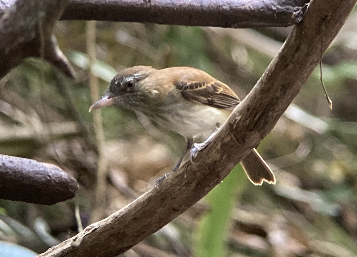 Bright-rumped Attila - Barry Zimmer