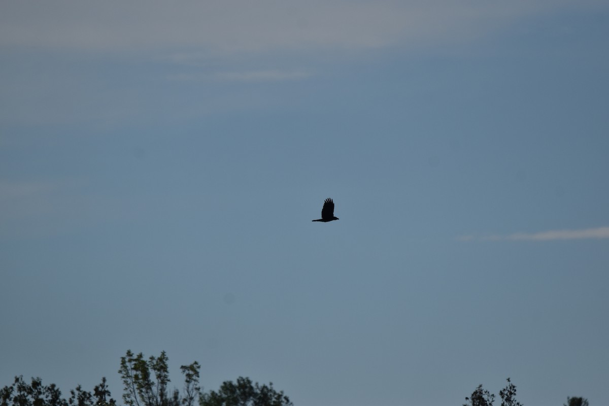 American Crow - ML620213024