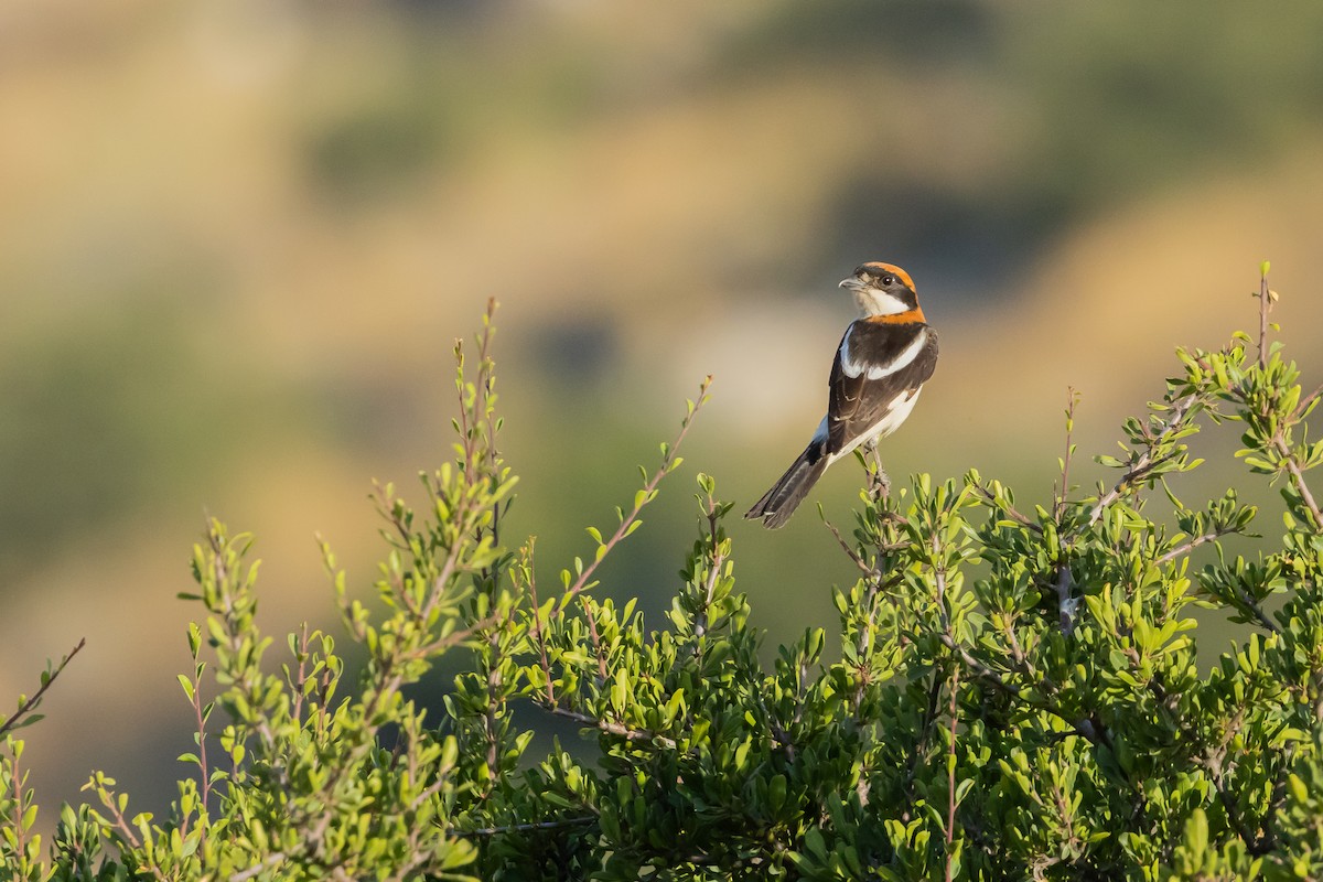 Woodchat Shrike - ML620213033