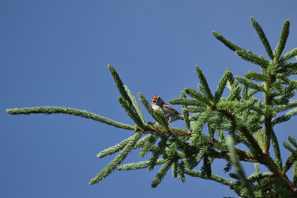 Chipping Sparrow - ML620213060