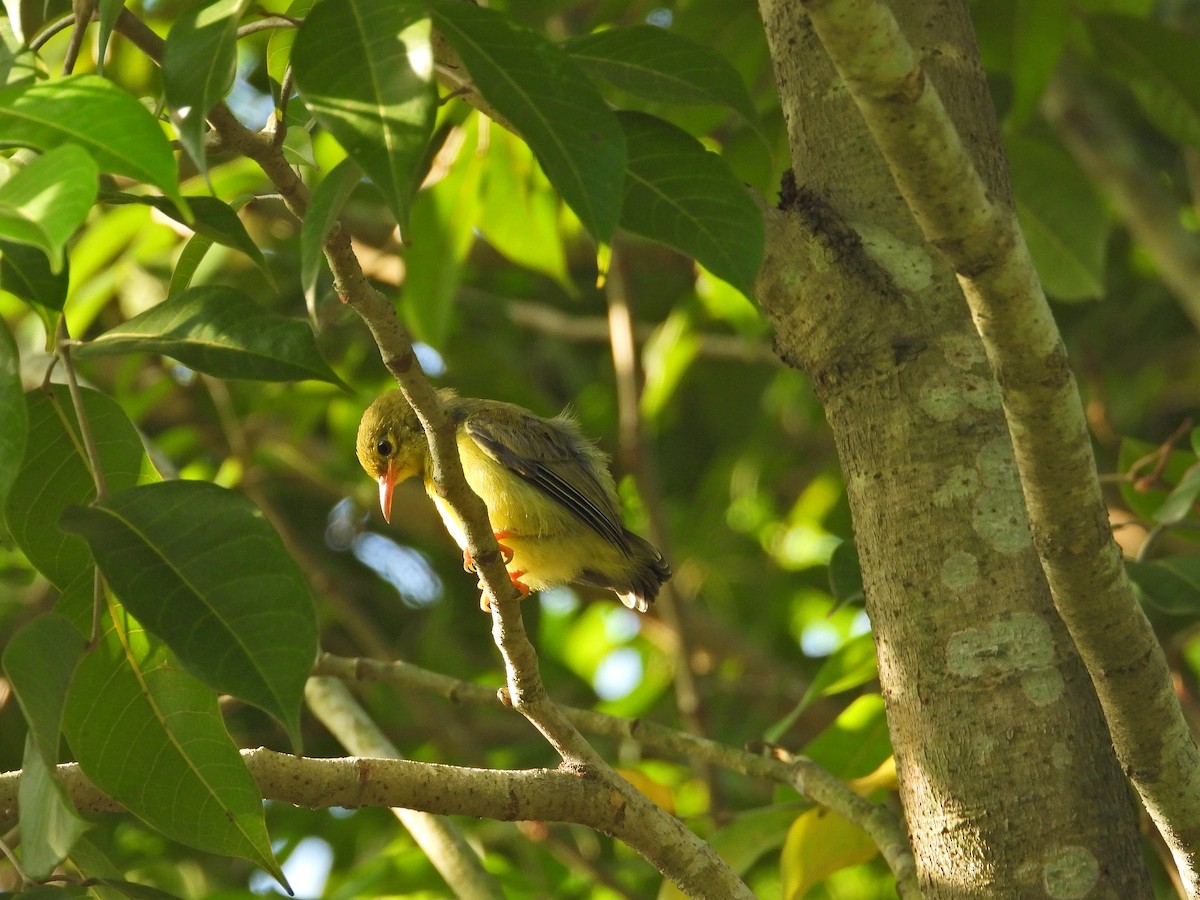 Brown-throated Sunbird - ML620213064