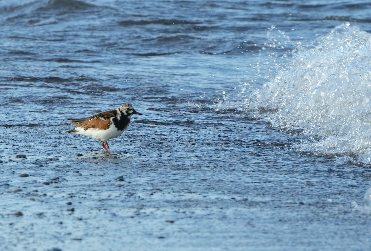 Ruddy Turnstone - Marcus Buck