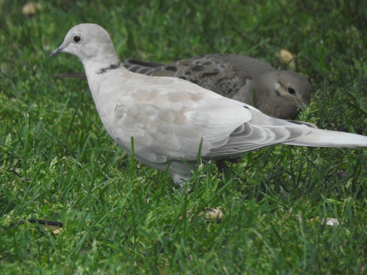 African Collared-Dove (Domestic type or Ringed Turtle-Dove) - ML620213069