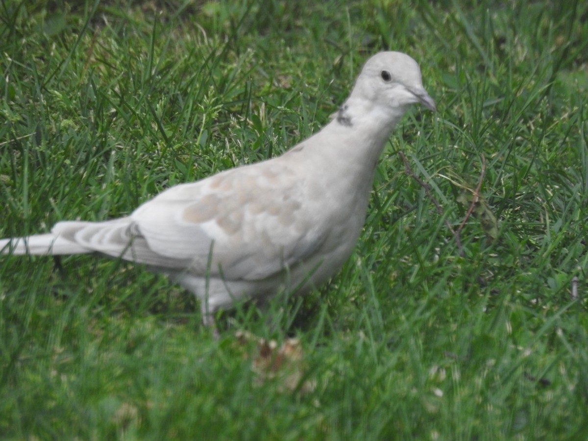 African Collared-Dove (Domestic type or Ringed Turtle-Dove) - ML620213070